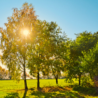 Gedenkbaum-Gruppe von Jutta für Michael Zeller 